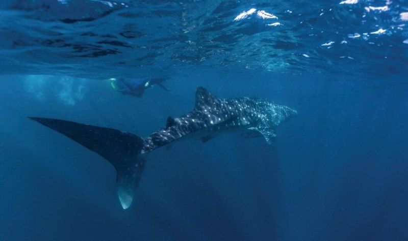 Ningaloo Reef Experience Shark